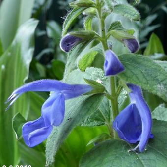 Salvia patens 'Oxford Blue'