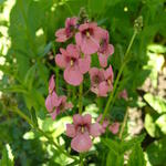 Diascia personata - Elfenspoor