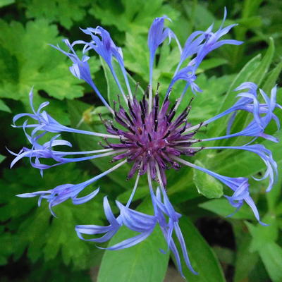 Korenbloem - Centaurea montana 'Coerulea'