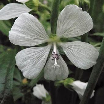 Sidalcea candida