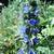 Echium plantagineum 'Blue Bedder'