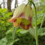 Fritillaria pontica  - Europese keizerskroon