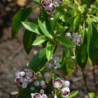 Kalmia latifolia 'Pinwheel'