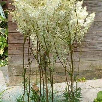 Filipendula purpurea 'Nephele'