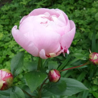 Paeonia lactiflora ‘Sorbet’