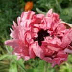 Papaver orientale 'Raspberry Queen' - Oosterse papaver