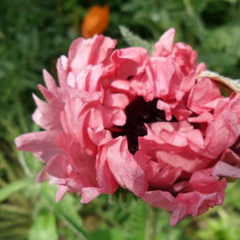 Papaver orientale 'Raspberry Queen'