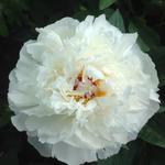 Paeonia officinalis 'Alba Plena' - Boerenpioen