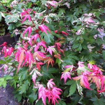 Acer palmatum 'Oridono nishiki'