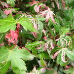 Acer palmatum 'Oridono nishiki' - Japanse esdoorn