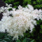 Filipendula glaberrima - Spirea