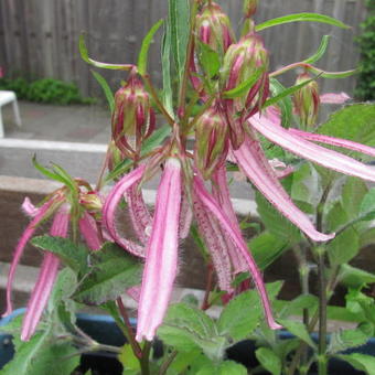 Campanula punctata 'Pink Octopus'