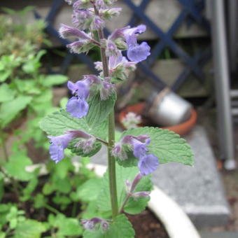 Nepeta grandiflora 'Summer Magic'