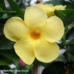 Mandevilla DIAMANTINA 'Opale Citrine' - Chileense Jasmijn