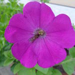 Petunia pendula - Hangpetunia