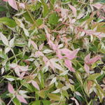 Nandina domestica ‘Twilight’ - Hemelse bamboe