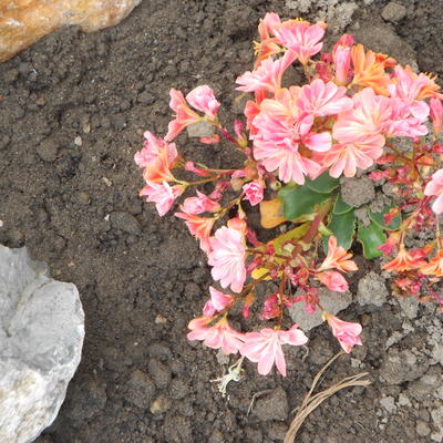 Bitterkruid - Lewisia cotyledon