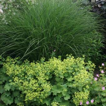 Miscanthus sinensis 'Yaku Jima'