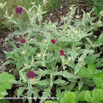 Knautia macedonica 'Thunder and Lightning'