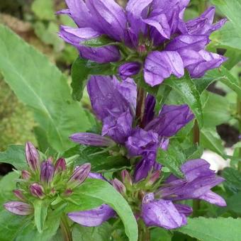 Campanula glomerata 'Acaulis'