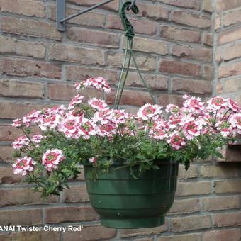 Verbena 'LANAI Twister Cherry Red'