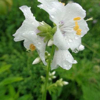 Polemonium caeruleum 'Album'