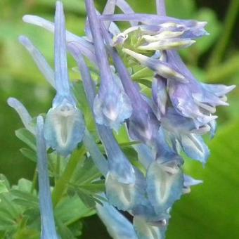 Corydalis elata