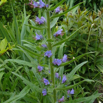 Echium vulgare