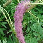 Sanguisorba hakusanensis 'Lilac Squirrel' - Pimpernel - Sanguisorba hakusanensis 'Lilac Squirrel'