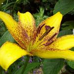 Lilium candidum 'Lionheart' - Lelie