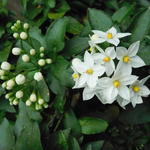 Lycianthes rantonnetii 'White Charles' - Nachtschade