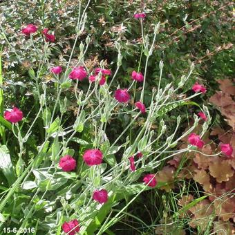 Lychnis coronaria 'Atrosanguinea'