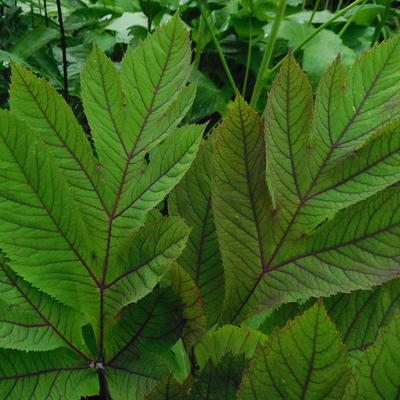 Rode engelwortel - Angelica gigas