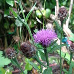 Centaurea nigra - Zwart knoopkruid