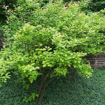 Ilex verticillata