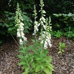 Digitalis purpurea 'Dalmatian White' - Vingerhoedskruid