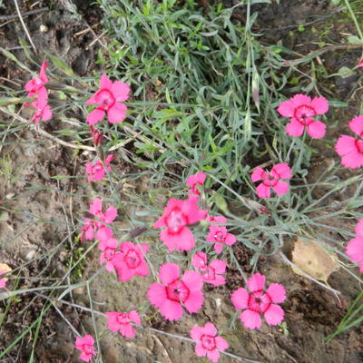 Steenanjer/Zwolse anjer - Dianthus deltoides 'Brilliant'