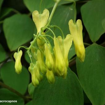 Dicentra macrocapnos