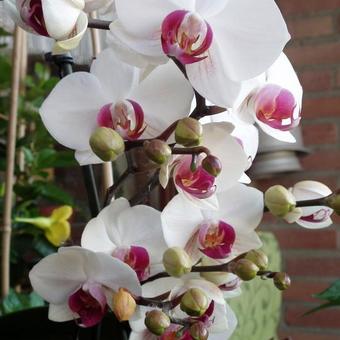 Phalaenopsis