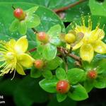 Hypericum - Hertshooi