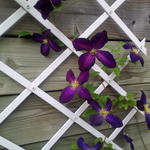 Clematis 'Jackmanii Purpurea'  - Bosrank