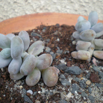 Pachyphytum oviferum