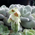 Pachyphytum oviferum - Eitjeswasblad