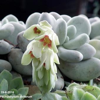 Pachyphytum oviferum