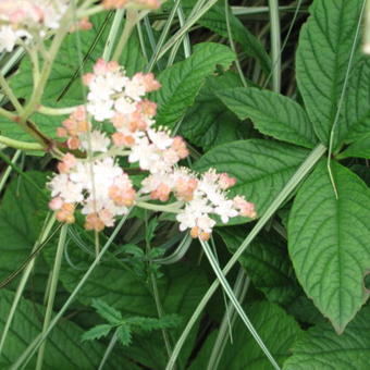 Rodgersia aesculifolia