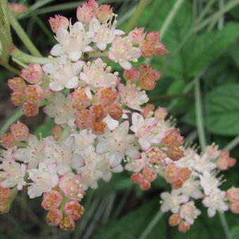 Rodgersia aesculifolia