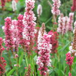 Persicaria affinis - Duizendknoop