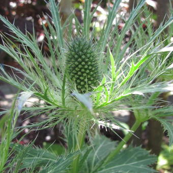 Eryngium alpinum