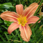 Hemerocallis fulva  - Daglelie - Hemerocallis fulva 