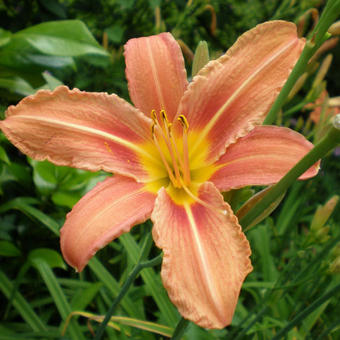 Hemerocallis fulva